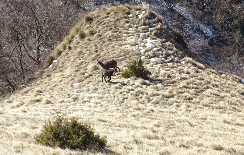 Rupicapra rupicapra.....dal Trentino Alto Adige